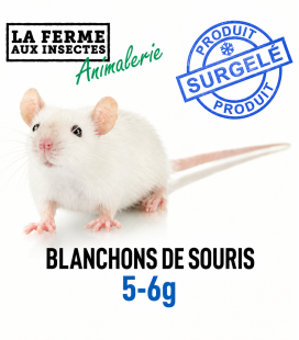 Blanchons de Souris Congelés (5-6g) - Ecopack 25 Pièces | Alimentation Reptile