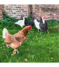 Boîte de 1 kg de vers de farine vivants Tenebrio molitor pour alimentation poules et oiseaux