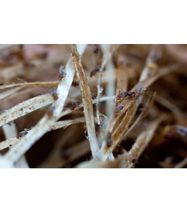 Drosophiles Marrons petites pour Grenouilles Dendrobates