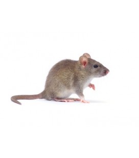 Rat Vivant 25 / 50 gr