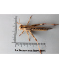 Pack Criquets + Nourriture Criquets - La Ferme aux Insectes