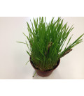 Pack Criquets + Nourriture Criquets - La Ferme aux Insectes