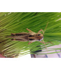 Pack Criquets + Nourriture Criquets - La Ferme aux Insectes