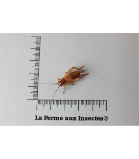 Boîte de grillons assimilis adultes T7 pour reptiles de La Ferme aux Insectes.