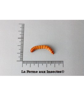 VERS DE FARINE (Gros) 50 Gr