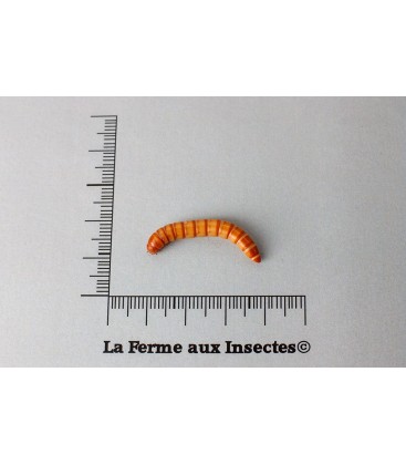 VERS DE FARINE (Gros) 50 Gr