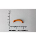 VERS DE FARINE (Gros) 50 Gr