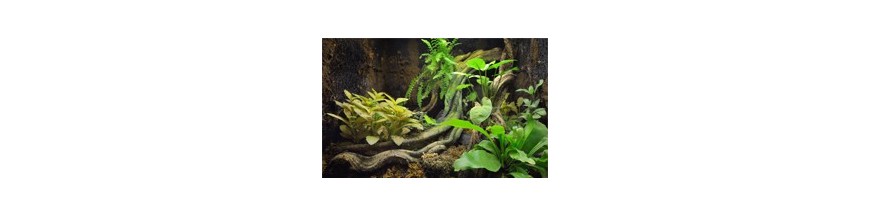 PLANTES DECORATIVES TERRARIUMS