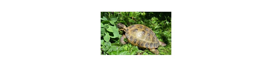 PLANTES COMESTIBLES POUR REPTILES ET NAC