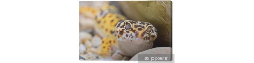 Nourriturue pour Gecko Eublepharis