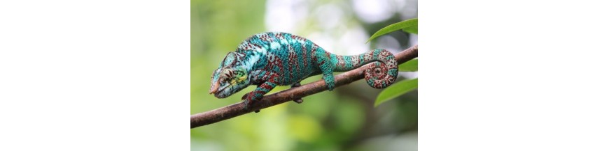 Caméléon - Furcifer Pardalis