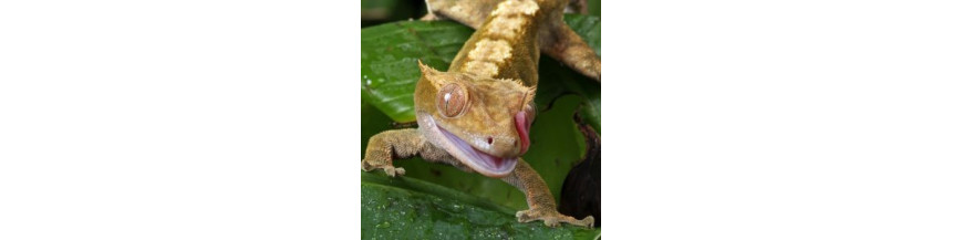 Gecko à crête