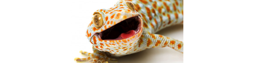 Gecko Tokay