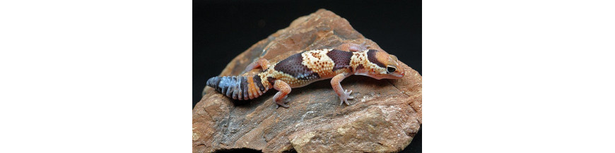 Hemitheconyx Caudicinctus