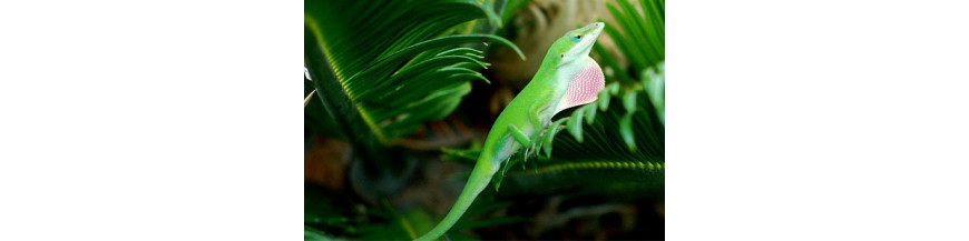 Anolis Carolinensis