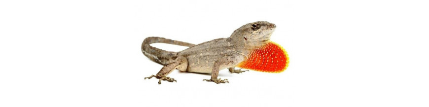 Anolis sagrei