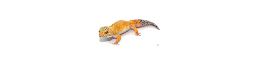 REPTILES FRANCAIS