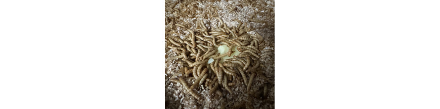 Bien nourrir ses insectes