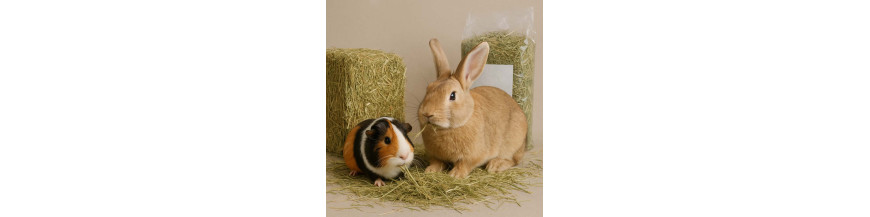 Foin Rongeurs & Lapins