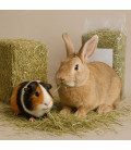 Foin Rongeurs & Lapins