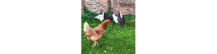 Alimentation Poule