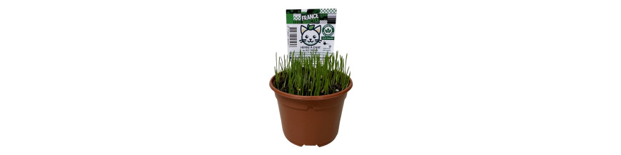 Herbe à Chat - made in france par France Insectes