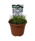 Herbe à Chat - made in france par France Insectes