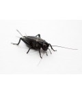 GRILLONS BIMACULATUS