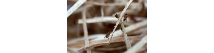 Autres insectes pour reptiles