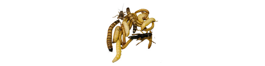 Insectes vivants Insectes vivants