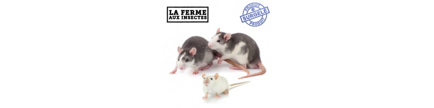 RATS ET SOURIS CONGELES