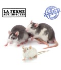 Rongeurs et lapins congelés