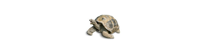 SPECIAL TORTUES