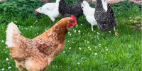 Poules en hiver : comment les prot&eacute;ger du froid et de la neige