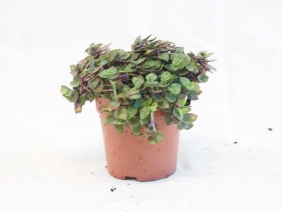 Callisia Repens une Super Plante pour vos Tortues de terre